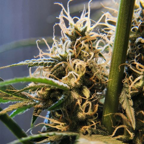 Goji OG growlog photo: Goji is now shifting towards the ripening phase. This is where she turns the pretty buds into finished ones. 