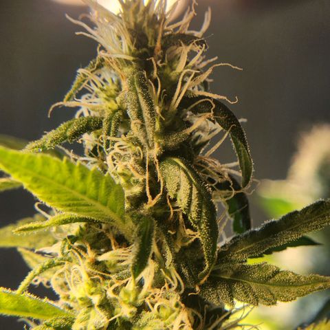 Goji OG growlog photo: Goji is now shifting towards the ripening phase. This is where she turns the pretty buds into finished ones. 