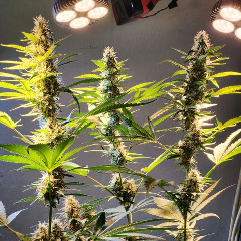 Goji OG growlog photo: Goji is now shifting towards the ripening phase. This is where she turns the pretty buds into finished ones. 