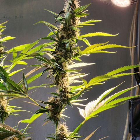 Goji OG growlog photo: Goji is now shifting towards the ripening phase. This is where she turns the pretty buds into finished ones. 