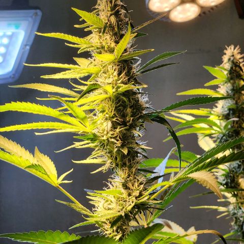 Goji OG growlog photo: Goji is now shifting towards the ripening phase. This is where she turns the pretty buds into finished ones. 