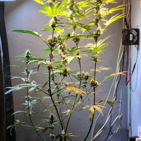 Goji OG growlog photo: Goji is now shifting towards the ripening phase. This is where she turns the pretty buds into finished ones. 