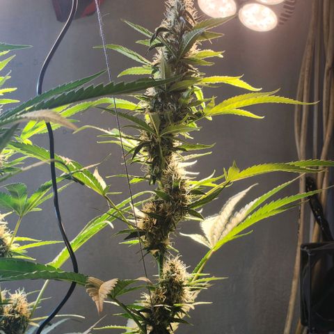 Goji OG growlog photo: I have noticed the lower buds with more trichomes and calyxes than the top. Readjusted the lights to hit the top. Supported a cola with string to stay upright as it seemed to be falling by its own weight. Also makes it a safe distance from the light. A few leaves on it has bleached and turned brown. Hopefully that won't continue. 