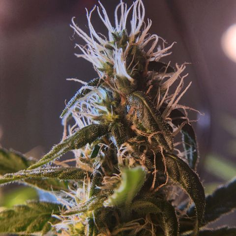 Goji OG growlog photo: I have noticed the lower buds with more trichomes and calyxes than the top. Readjusted the lights to hit the top. Supported a cola with string to stay upright as it seemed to be falling by its own weight. Also makes it a safe distance from the light. A few leaves on it has bleached and turned brown. Hopefully that won't continue. 