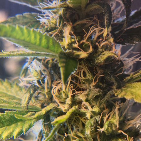 Goji OG growlog photo: I have noticed the lower buds with more trichomes and calyxes than the top. Readjusted the lights to hit the top. Supported a cola with string to stay upright as it seemed to be falling by its own weight. Also makes it a safe distance from the light. A few leaves on it has bleached and turned brown. Hopefully that won't continue. 