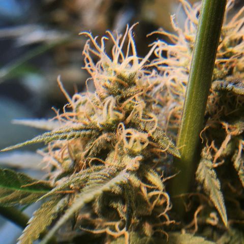 Goji OG growlog photo: I have noticed the lower buds with more trichomes and calyxes than the top. Readjusted the lights to hit the top. Supported a cola with string to stay upright as it seemed to be falling by its own weight. Also makes it a safe distance from the light. A few leaves on it has bleached and turned brown. Hopefully that won't continue. 