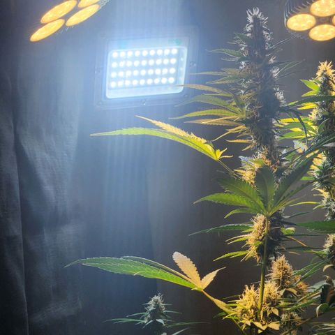 Goji OG growlog photo: I have noticed the lower buds with more trichomes and calyxes than the top. Readjusted the lights to hit the top. Supported a cola with string to stay upright as it seemed to be falling by its own weight. Also makes it a safe distance from the light. A few leaves on it has bleached and turned brown. Hopefully that won't continue. 