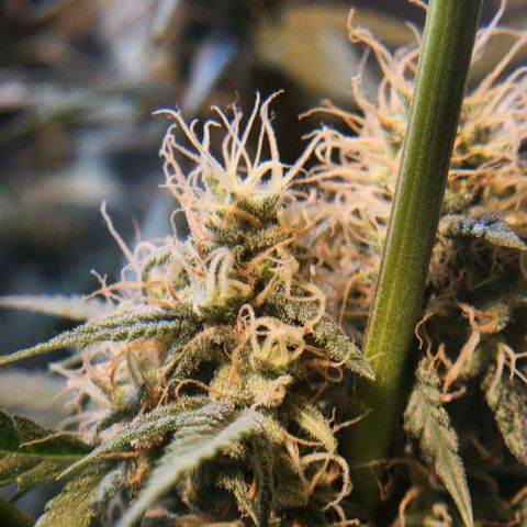 Goji OG growlog photo: I have noticed the lower buds with more trichomes and calyxes than the top. Readjusted the lights to hit the top. Supported a cola with string to stay upright as it seemed to be falling by its own weight. Also makes it a safe distance from the light. A few leaves on it has bleached and turned brown. Hopefully that won't continue. 