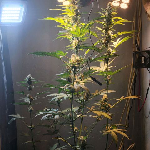 Goji OG growlog photo: I have noticed the lower buds with more trichomes and calyxes than the top. Readjusted the lights to hit the top. Supported a cola with string to stay upright as it seemed to be falling by its own weight. Also makes it a safe distance from the light. A few leaves on it has bleached and turned brown. Hopefully that won't continue. 