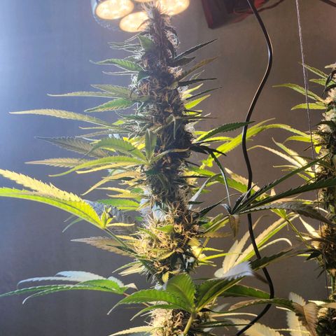 Goji OG growlog photo: I have noticed the lower buds with more trichomes and calyxes than the top. Readjusted the lights to hit the top. Supported a cola with string to stay upright as it seemed to be falling by its own weight. Also makes it a safe distance from the light. A few leaves on it has bleached and turned brown. Hopefully that won't continue. 