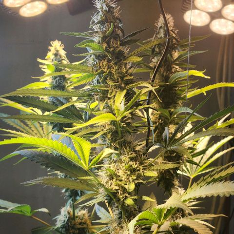 Goji OG growlog timeline photo