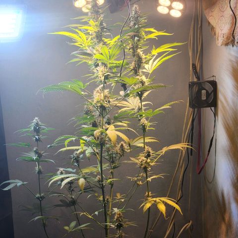 Goji OG growlog timeline photo