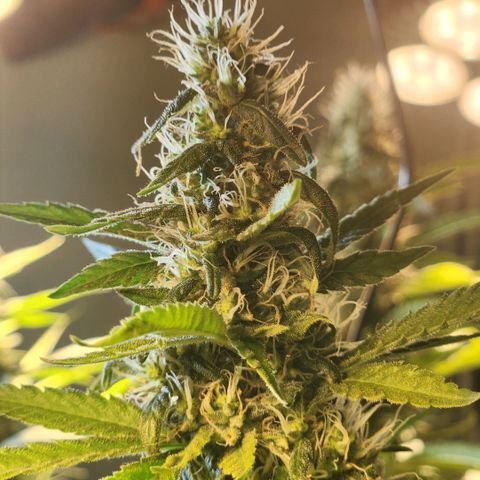 Goji OG growlog timeline photo