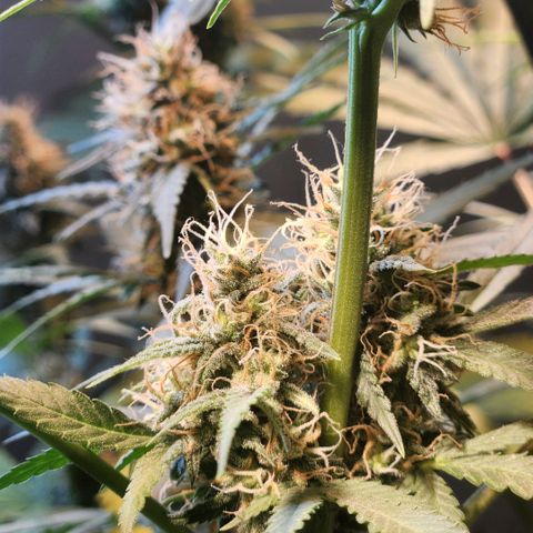 Goji OG growlog timeline photo