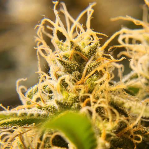 Goji OG growlog timeline photo