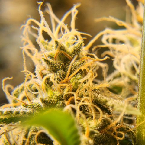 Goji OG growlog timeline photo