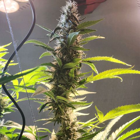 Goji OG growlog timeline photo