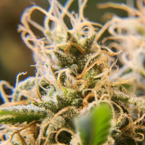 Goji OG growlog timeline photo