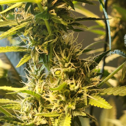 Goji OG growlog timeline photo