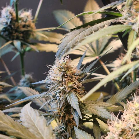 Goji OG growlog timeline photo