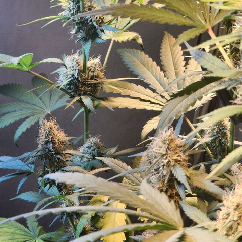 Goji OG growlog timeline photo