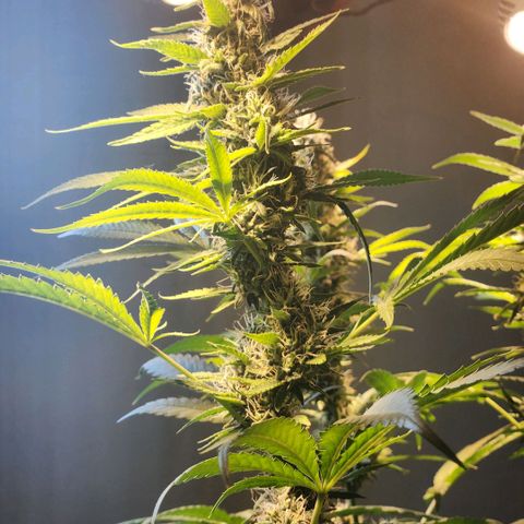Goji OG growlog timeline photo