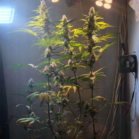 Goji OG growlog timeline photo