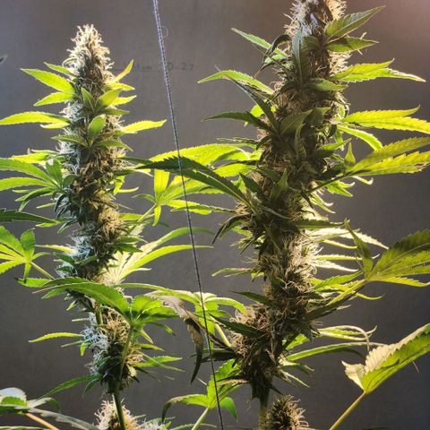 Goji OG growlog timeline photo