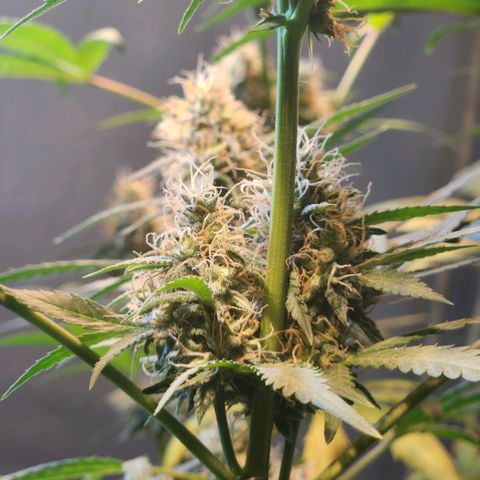 Goji OG growlog timeline photo