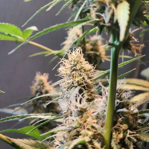 Goji OG growlog timeline photo