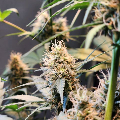 Goji OG growlog photo: Ripening Phase 