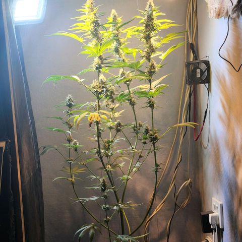 Goji OG growlog photo: Ripening Phase 