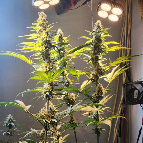 Goji OG growlog photo: Ripening Phase 