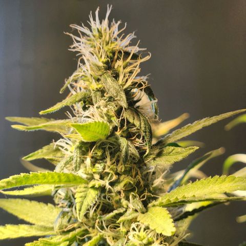 Goji OG growlog photo: Ripening Phase 