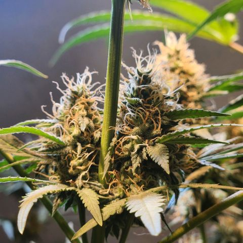 Goji OG growlog photo: Ripening Phase 