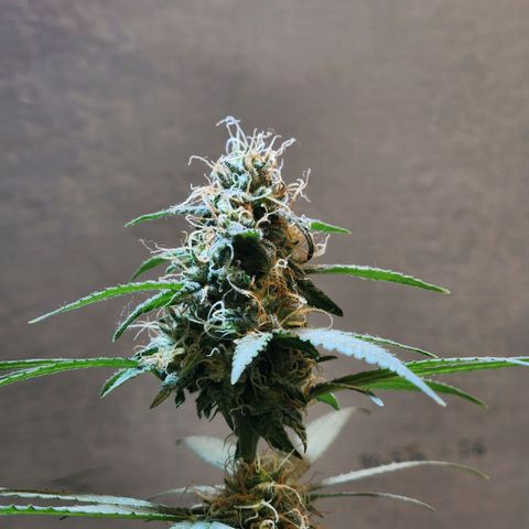 Goji OG growlog photo: Ripening Phase 