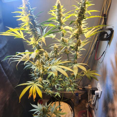 Goji OG growlog photo: Ripening Phase 