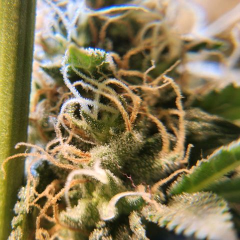 Goji OG growlog photo: Ripening Phase 