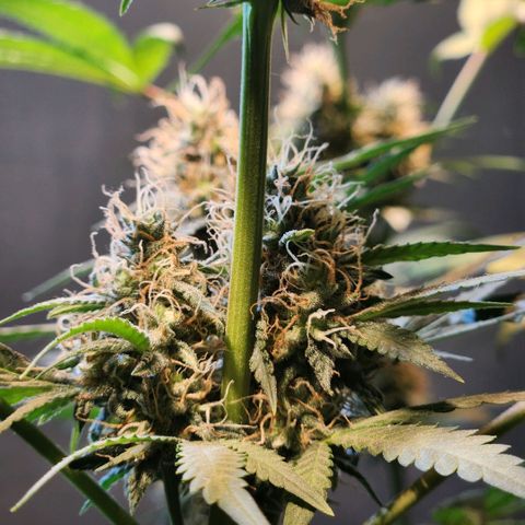 Goji OG growlog photo: Ripening Phase 