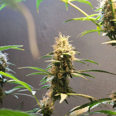 Goji OG growlog photo: Ripening Phase 