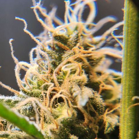 Goji OG growlog photo: Ripening Phase 