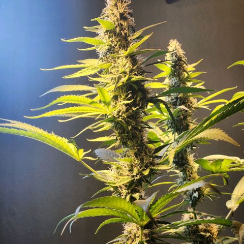 Goji OG growlog photo: Ripening Phase 