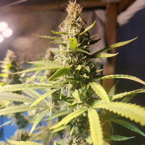 Goji OG growlog photo: Trichomes at the top colas have started to regrow. Mids are frosty. The buds are ripening. Pistils still white and straight. Trichomes mostly clear to milky. I noticed the top most sugar leaves on the colas turning amber. But that is due to heat stress and light intensity.