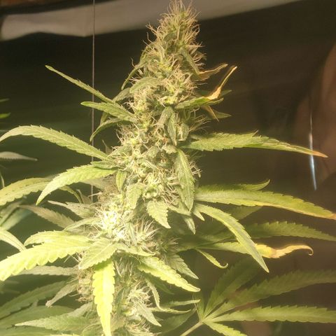 Goji OG growlog photo: Trichomes at the top colas have started to regrow. Mids are frosty. The buds are ripening. Pistils still white and straight. Trichomes mostly clear to milky. I noticed the top most sugar leaves on the colas turning amber. But that is due to heat stress and light intensity.