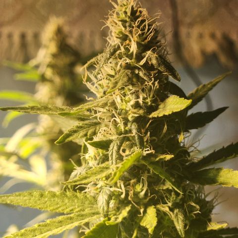 Goji OG growlog photo: Trichomes at the top colas have started to regrow. Mids are frosty. The buds are ripening. Pistils still white and straight. Trichomes mostly clear to milky. I noticed the top most sugar leaves on the colas turning amber. But that is due to heat stress and light intensity.