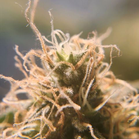 Goji OG growlog photo: Trichomes at the top colas have started to regrow. Mids are frosty. The buds are ripening. Pistils still white and straight. Trichomes mostly clear to milky. I noticed the top most sugar leaves on the colas turning amber. But that is due to heat stress and light intensity.