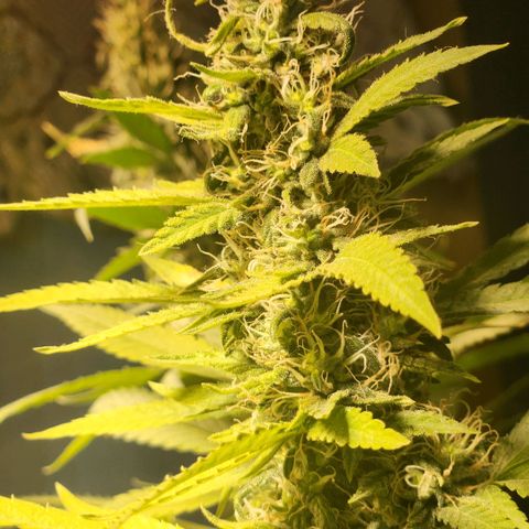 Goji OG growlog photo: Trichomes at the top colas have started to regrow. Mids are frosty. The buds are ripening. Pistils still white and straight. Trichomes mostly clear to milky. I noticed the top most sugar leaves on the colas turning amber. But that is due to heat stress and light intensity.