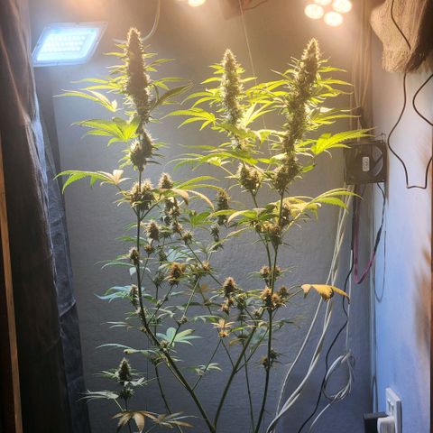 Goji OG growlog photo: Trichomes at the top colas have started to regrow. Mids are frosty. The buds are ripening. Pistils still white and straight. Trichomes mostly clear to milky. I noticed the top most sugar leaves on the colas turning amber. But that is due to heat stress and light intensity.