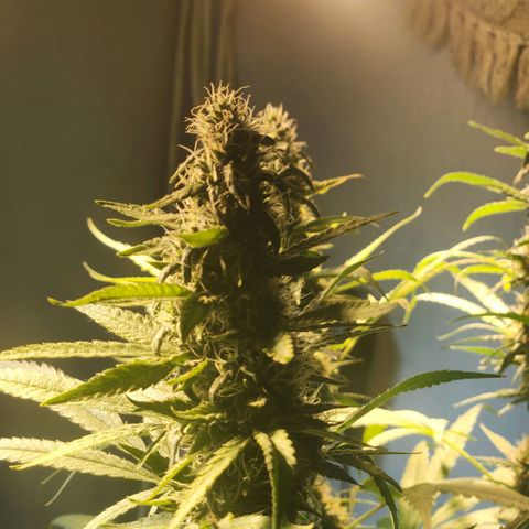 Goji OG growlog photo: Trichomes at the top colas have started to regrow. Mids are frosty. The buds are ripening. Pistils still white and straight. Trichomes mostly clear to milky. I noticed the top most sugar leaves on the colas turning amber. But that is due to heat stress and light intensity.