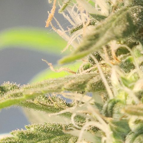 Goji OG growlog photo: Trichomes at the top colas have started to regrow. Mids are frosty. The buds are ripening. Pistils still white and straight. Trichomes mostly clear to milky. I noticed the top most sugar leaves on the colas turning amber. But that is due to heat stress and light intensity.